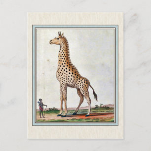 Carte Postale Illustration de la girafe vintage