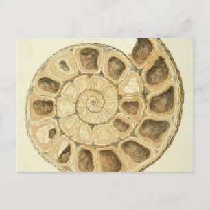 Carte Postale Illustration de la minéralogie des coquillages cri