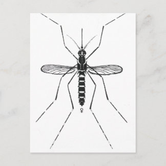 Carte Postale Illustration de la nomenclature scientifique des m