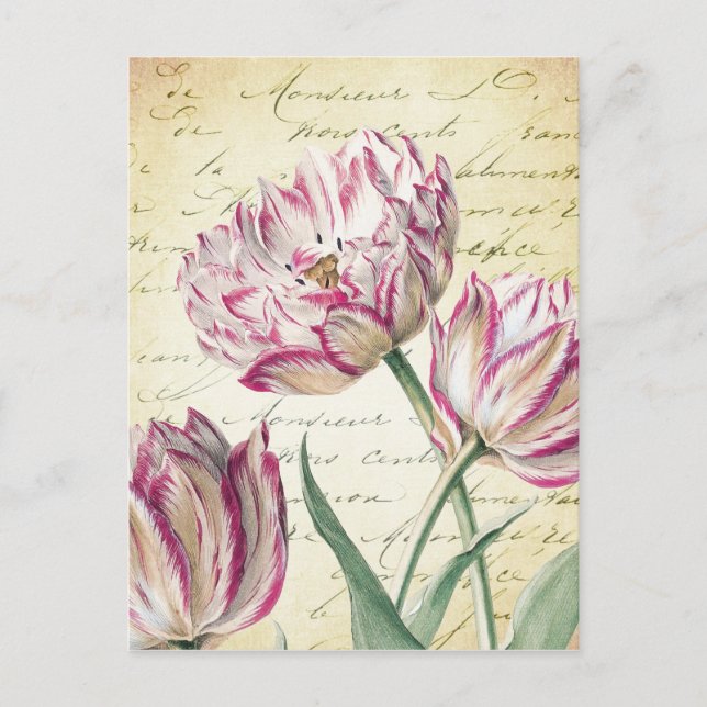 Carte Postale Illustration de la tulipe blanche et rose botaniqu (Devant)