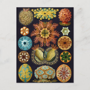 Carte Postale Illustration de la vie marine vintage