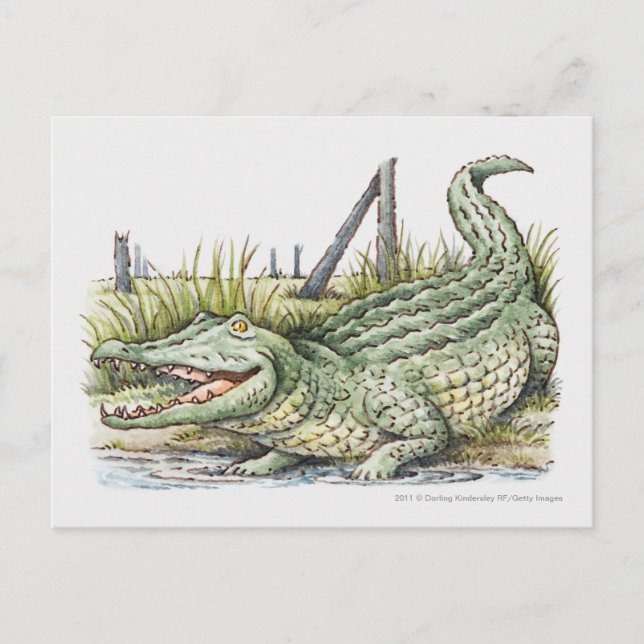 Carte Postale Illustration de l'alligator sur le rivage (Devant)