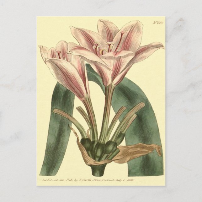 Carte Postale Illustration de l'Amaryllis à longues feuilles (Devant)