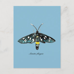 Carte Postale Illustration de l'Amata phegea de la teigne de neu