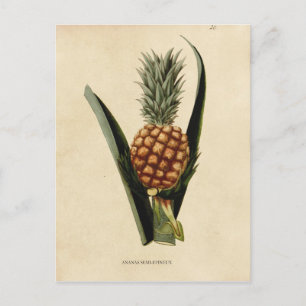 Carte Postale Illustration de l'ananas vintage