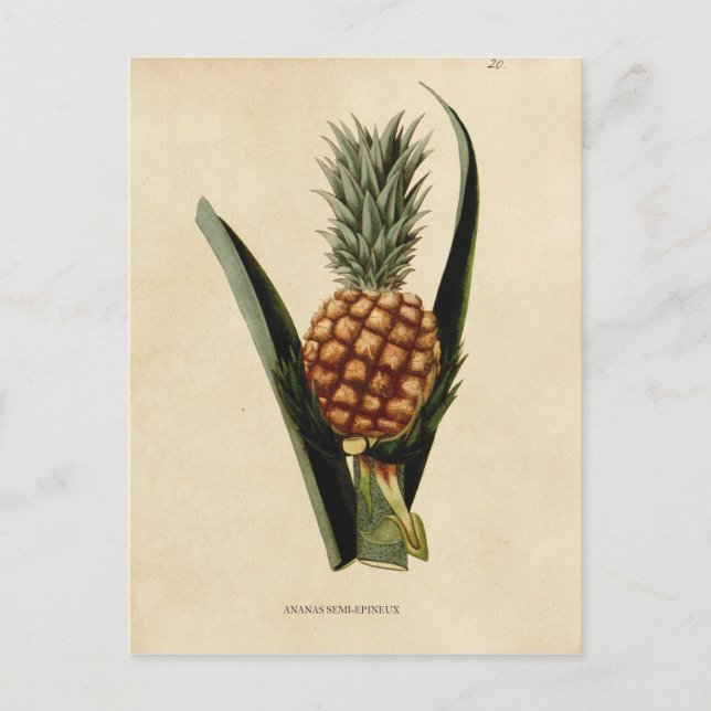 Carte Postale Illustration de l'ananas vintage (Devant)