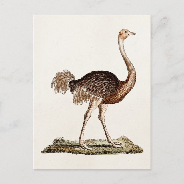 Carte Postale Illustration de l'autruche vintage Ostriches rétro (Devant)