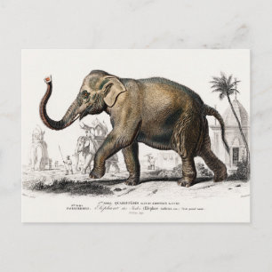 Carte Postale Illustration de l'éléphant Art Vintage Imprimer