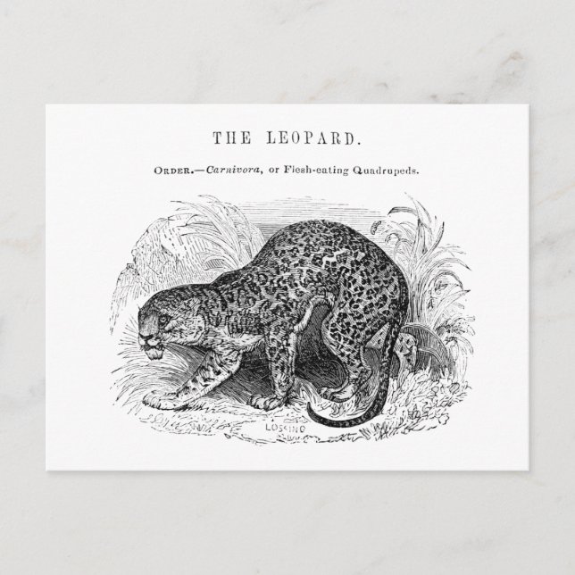 Carte Postale Illustration de léopard vintage faune (Devant)