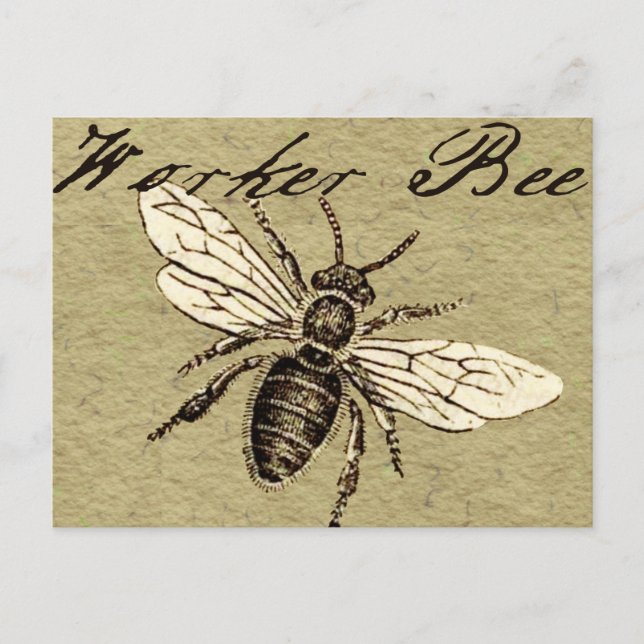 Carte Postale Illustration de l'insecte d'abeille vintage (Devant)