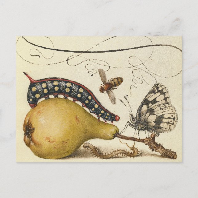 Carte Postale Illustration de l'insecte du fruit du papillon (Devant)