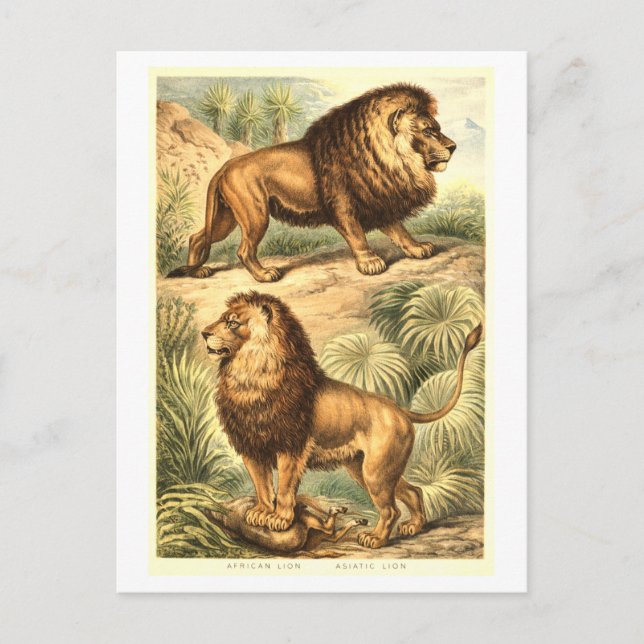 Carte Postale Illustration de lion vintage (Devant)