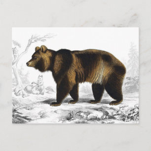 Carte Postale Illustration de livre vintage de l'ours brun 1849