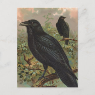 Carte Postale Illustration de l'oiseau Vintage du Corbeau commun