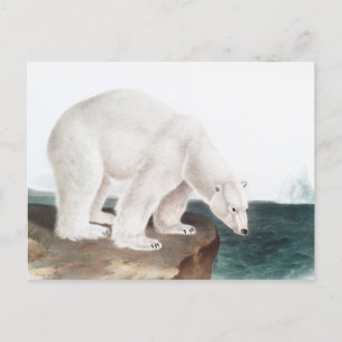 Carte Postale Illustration de l'ours polaire (Ursus maritimus)