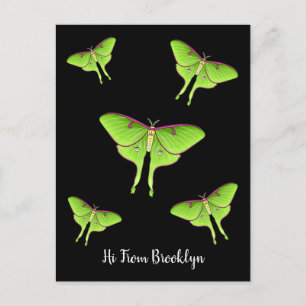 Carte Postale Illustration de Luna Moth