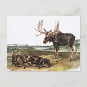 Carte Postale Illustration de Moose Deer (Servus alces)