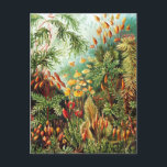 Carte Postale Illustration de Muscinae par Ernst Haeckel<br><div class="desc">Ernst Haeckel (1834 - 1919) était zoologue, naturaliste, eugéniste, philosophe, médecin, professeur, biologiste et artiste de la marine. Il a découvert, décrit et nommé des milliers de nouvelles espèces, cartographié un arbre généalogique qui reliait toutes les formes de vie et reliait de nombreux termes en biologie, y compris l'écologie, le...</div>