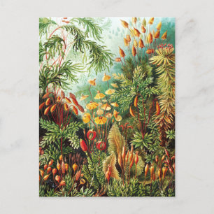 Carte Postale Illustration de Muscinae par Ernst Haeckel