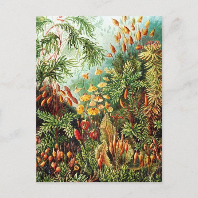 Carte Postale Illustration de Muscinae par Ernst Haeckel (Devant)