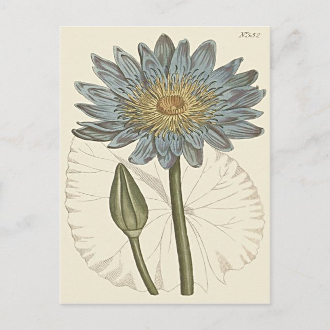 Carte Postale Illustration de Nymphéa bleu (Devant)