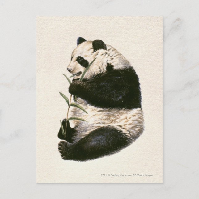 Carte Postale Illustration de panda géant alimentant sur le (Devant)
