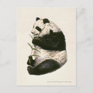 Carte Postale Illustration de panda géant alimentant sur le