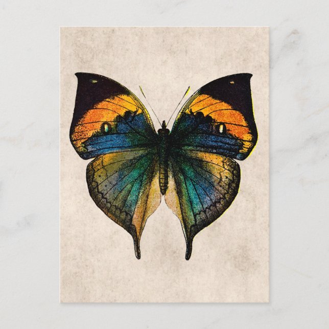 Carte Postale Illustration de papillon vintage - Papillons (Devant)