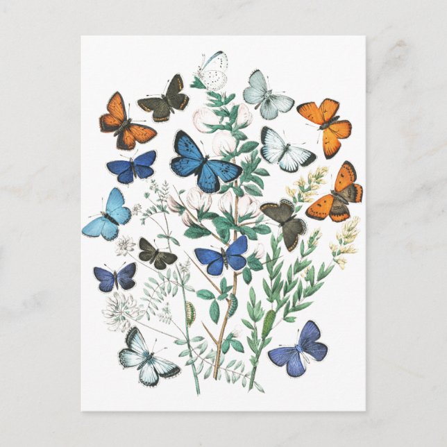 Carte Postale Illustration de papillons vintage (Devant)