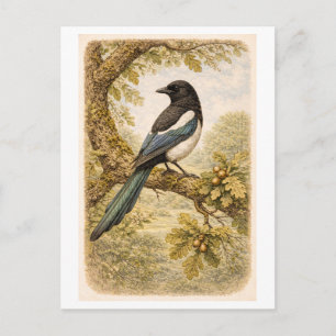 Carte Postale Illustration de pie à l'ancienne