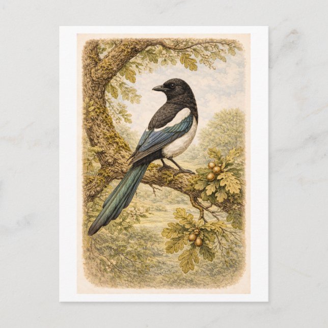 Carte Postale Illustration de pie à l'ancienne (Devant)