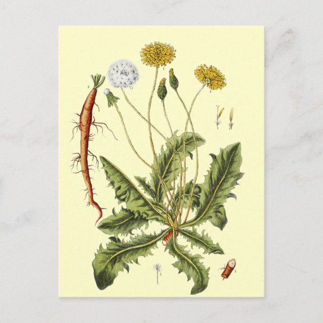 Carte Postale Illustration de pissenlit vintage (Devant)