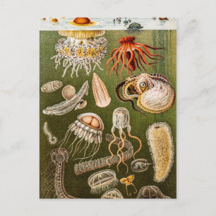 Carte Postale Illustration de poisson d'antiquité de la méduse v