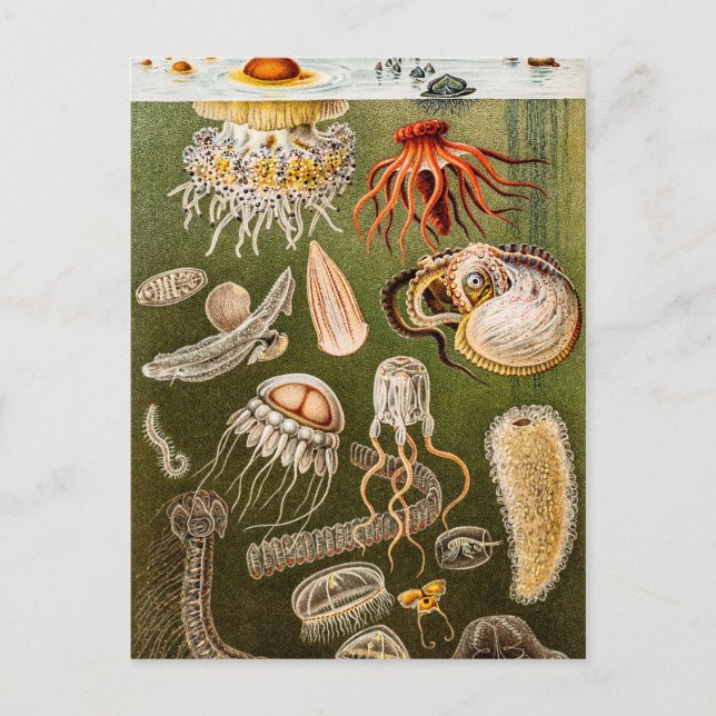 Carte Postale Illustration de poisson d'antiquité de la méduse v (Devant)