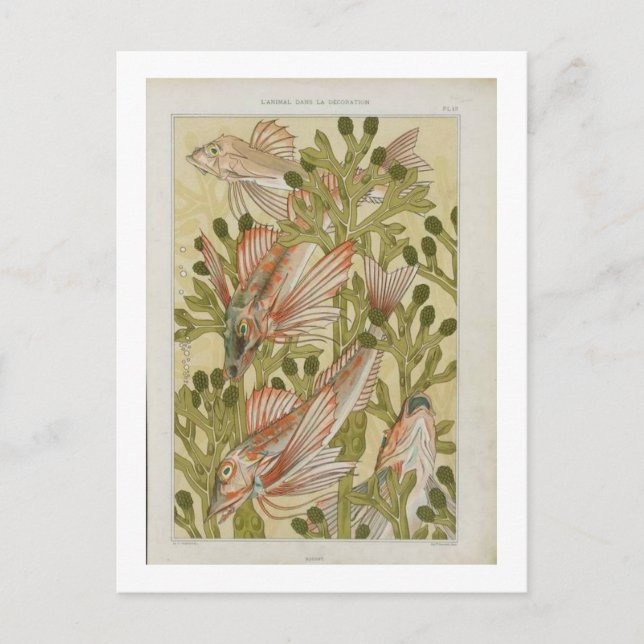 Carte Postale illustration de poisson vintage (Devant)