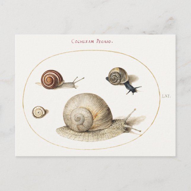 Carte Postale Illustration de quatre escargots (Devant)
