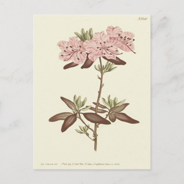 Carte Postale Illustration de Rhododendron à feuilles ponctuées (Devant)