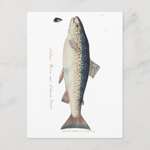 Carte Postale Illustration de saumon vintage coloré