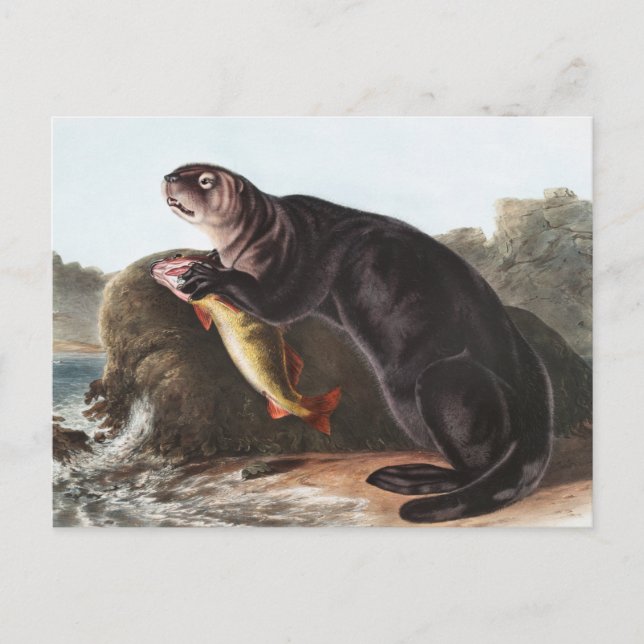 Carte Postale Illustration de Sea Otter (Marina Enhydra) (Devant)
