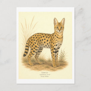 Carte Postale Illustration de serval de style vintage