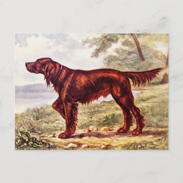 Carte Postale Illustration de Setter Irlandais Chien de Sport 19 (Devant)