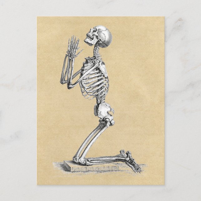 Carte Postale Illustration de squelette anatomique (Devant)