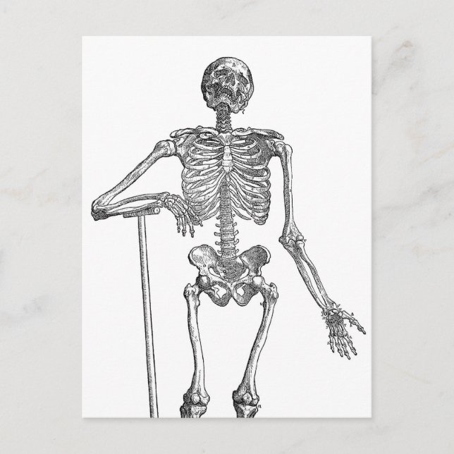 Carte Postale Illustration de squelette en train de creuser (Devant)