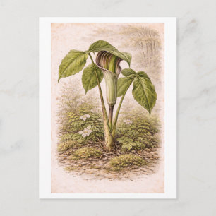 Carte Postale Illustration de style vintage de l'Arum tigré