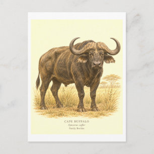 Carte Postale Illustration de style vintage du buffle du Cap