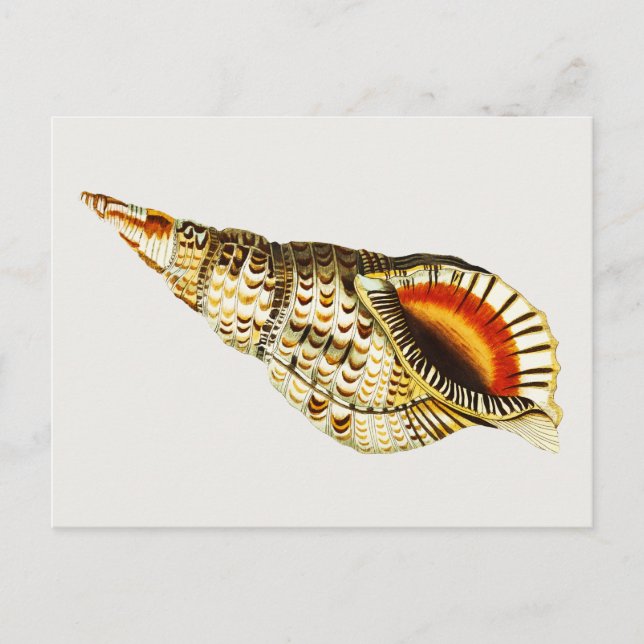 Carte Postale Illustration de trompette de coquillage vintage (Devant)
