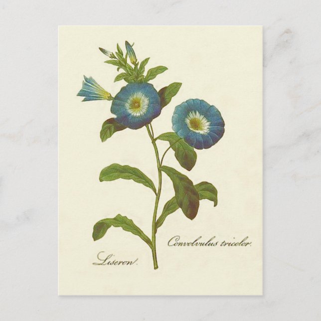 Carte Postale Illustration de Volubilis Bleu (Devant)