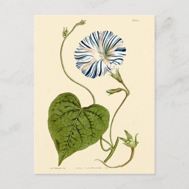 Carte Postale Illustration de Volubilis Bleu (Devant)
