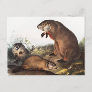 Carte Postale Illustration de Woodchuck (Arctomys monax)