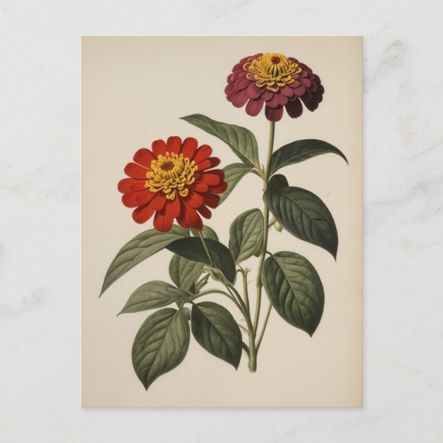 Carte Postale Illustration de zinnia (Devant)